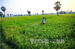 Sản xuất lớn, chế biến sâu, tiếp thị tốt để thúc đẩy ngành lúa gạo